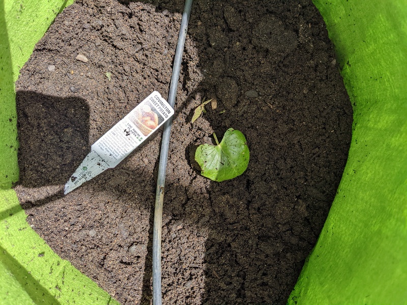 Two kinds of yams or sweet potatoes were planted in two green bags.