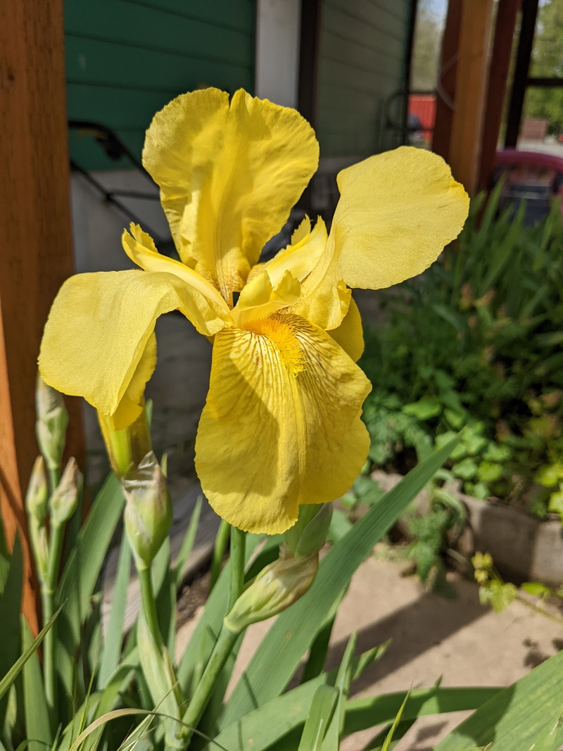 Yellow iris by Guest House.