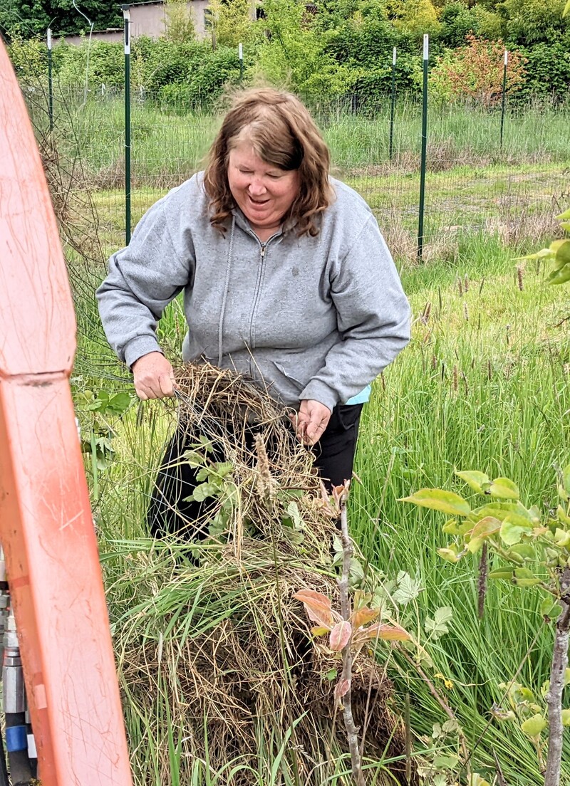 Lois pulling fencing out of the grass and blackberries.