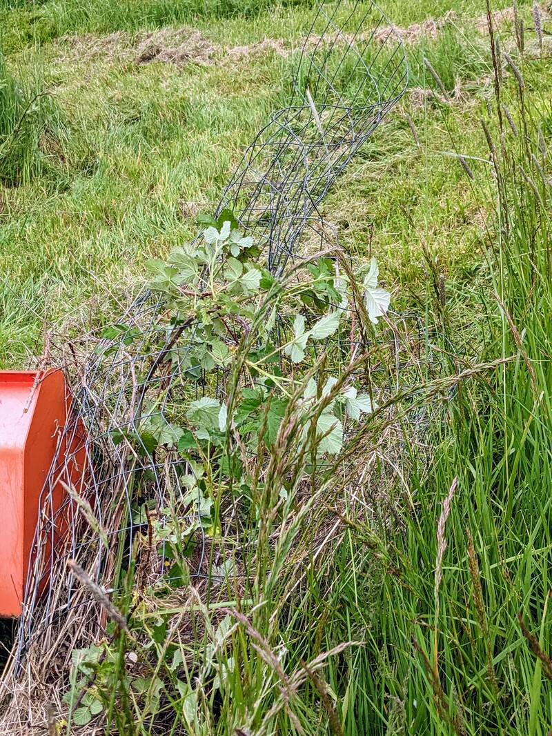 The fence that was damaged and we got it out so we can mow.