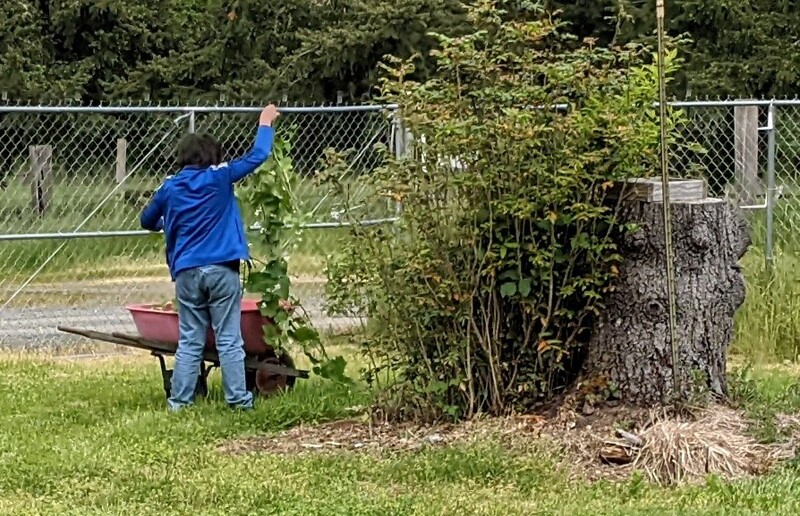 Timmy picking up wild cucumber vines.