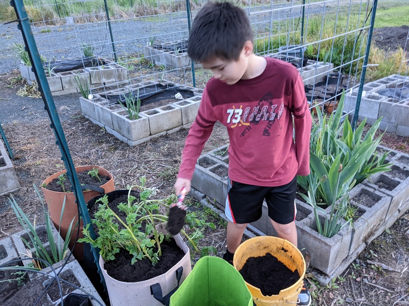 Kekoa filling the cloth potato pots with dirt.