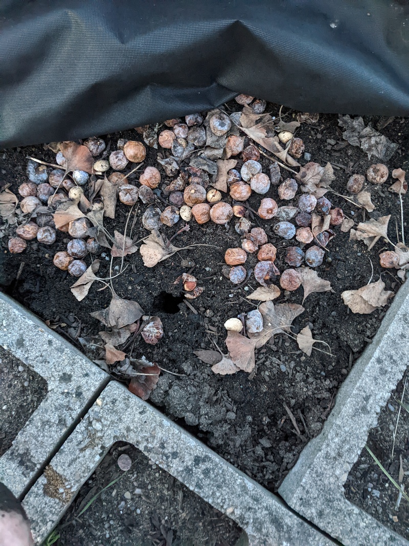 Gingko seeds