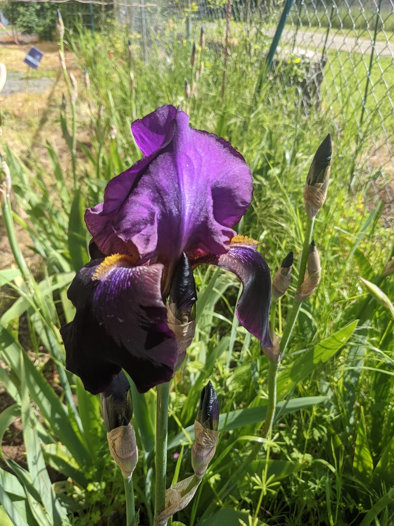 Dark purple iris