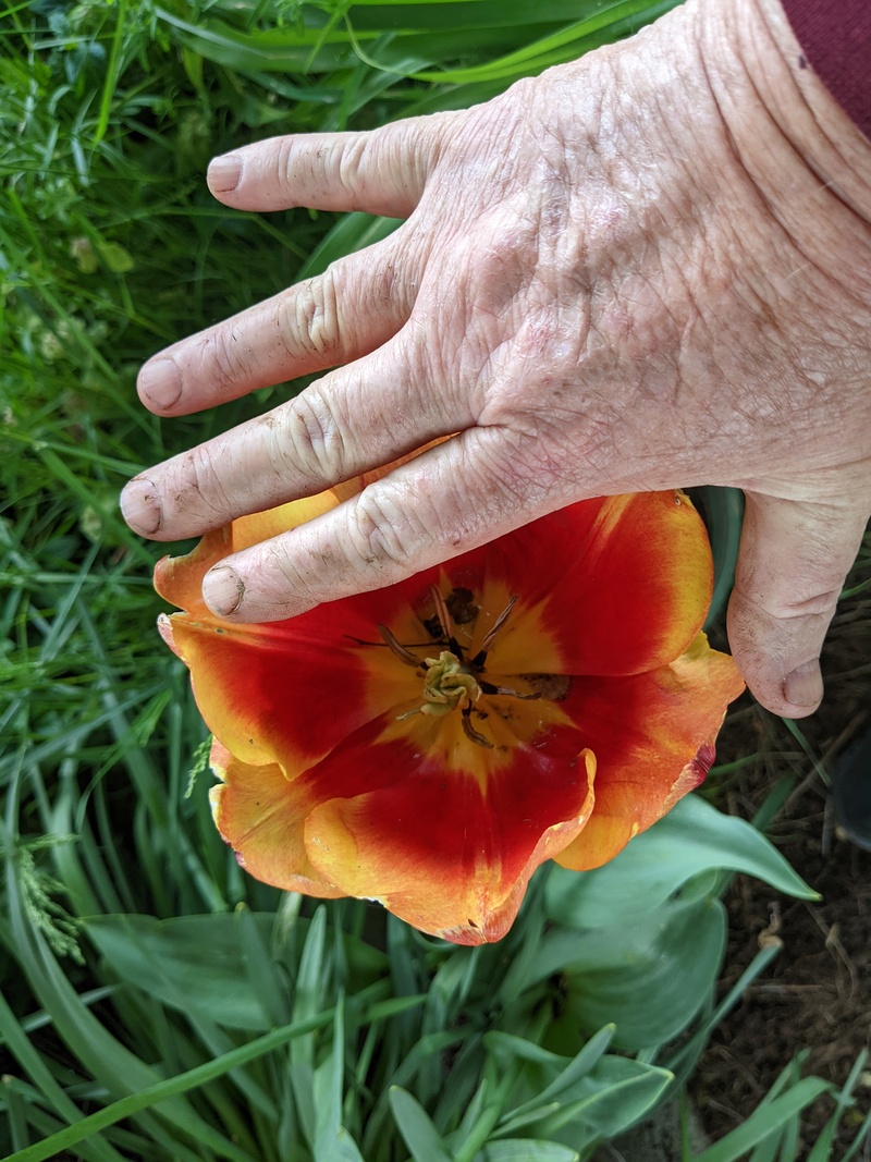 See how big this tulip got.
