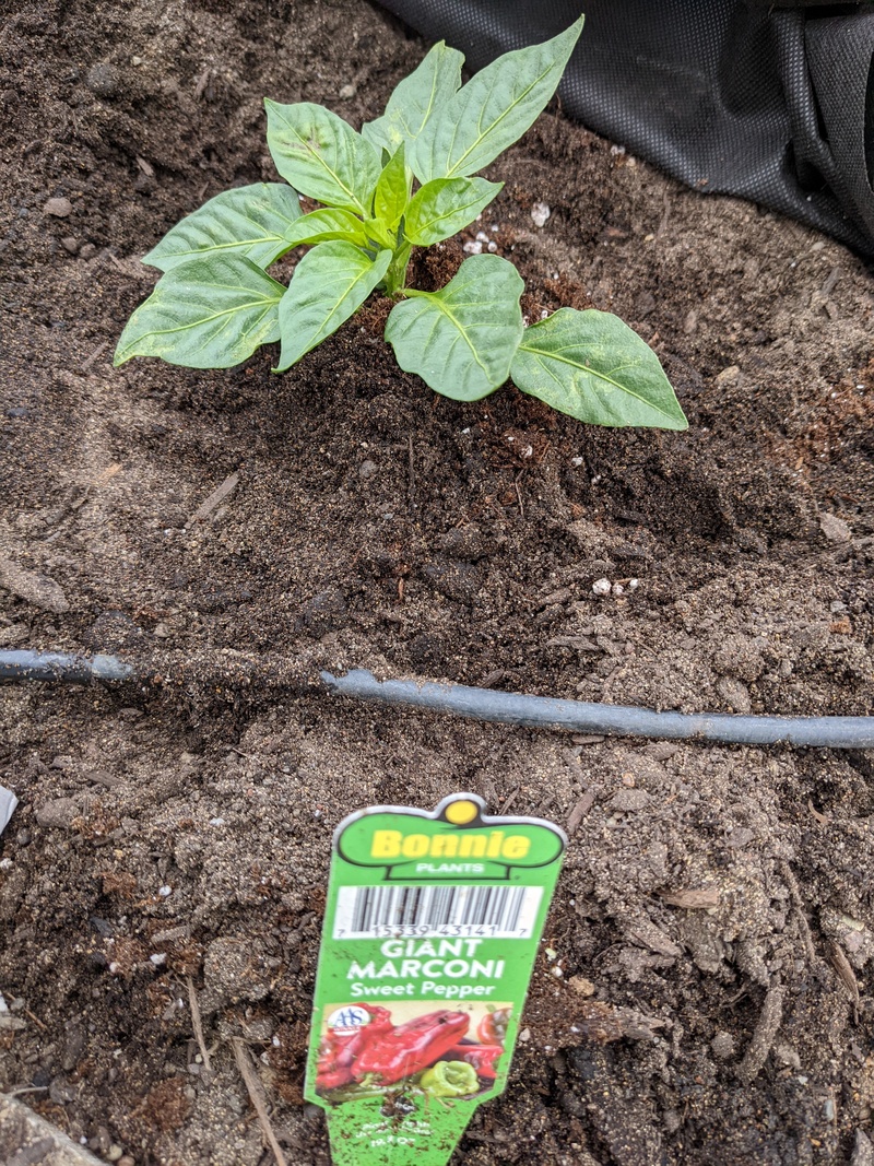 Gianni Marconi pepper got planted