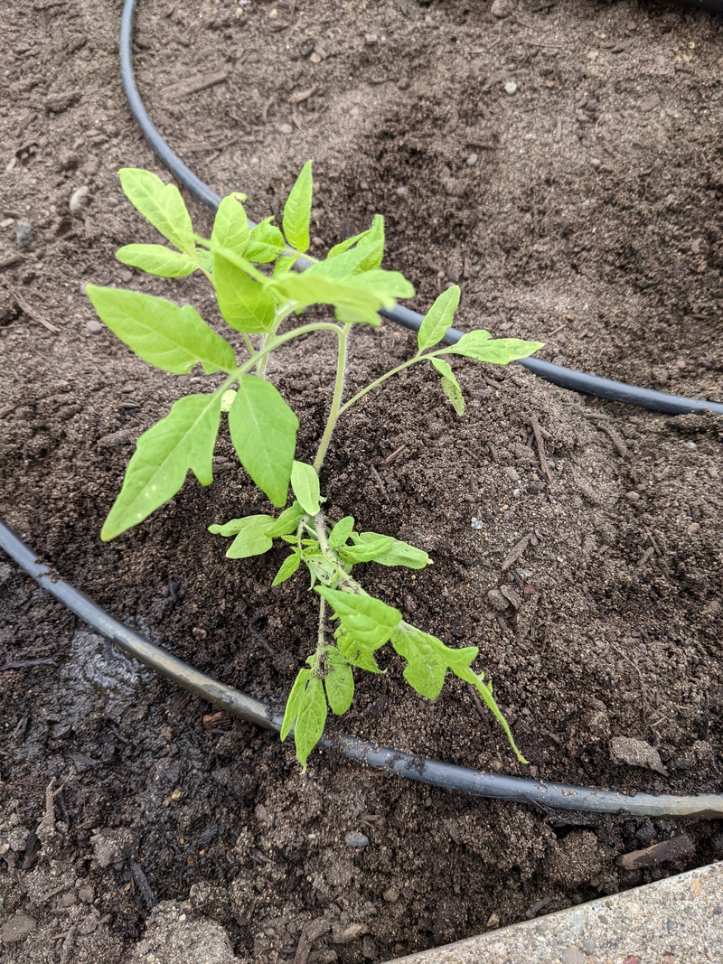 Red cherry tomatoes for planted.