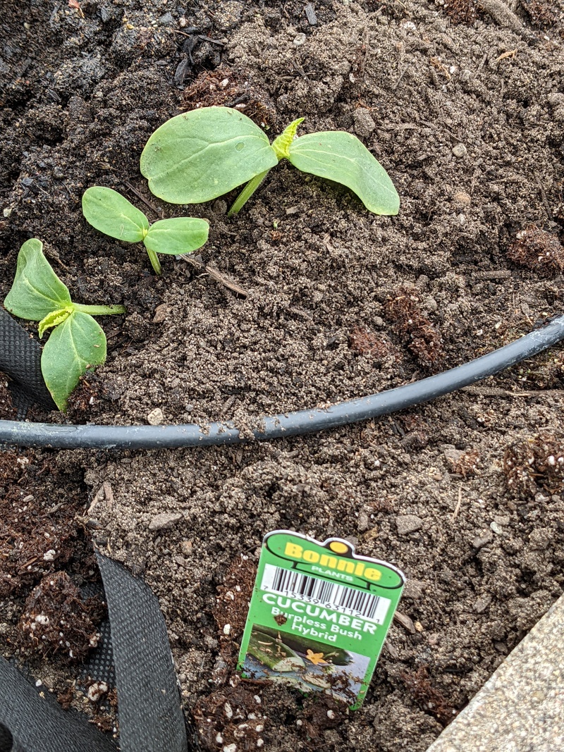 Cucumber bush plants for planted