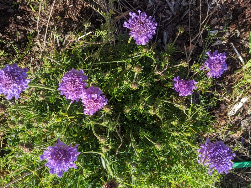 Perennial in bloom.