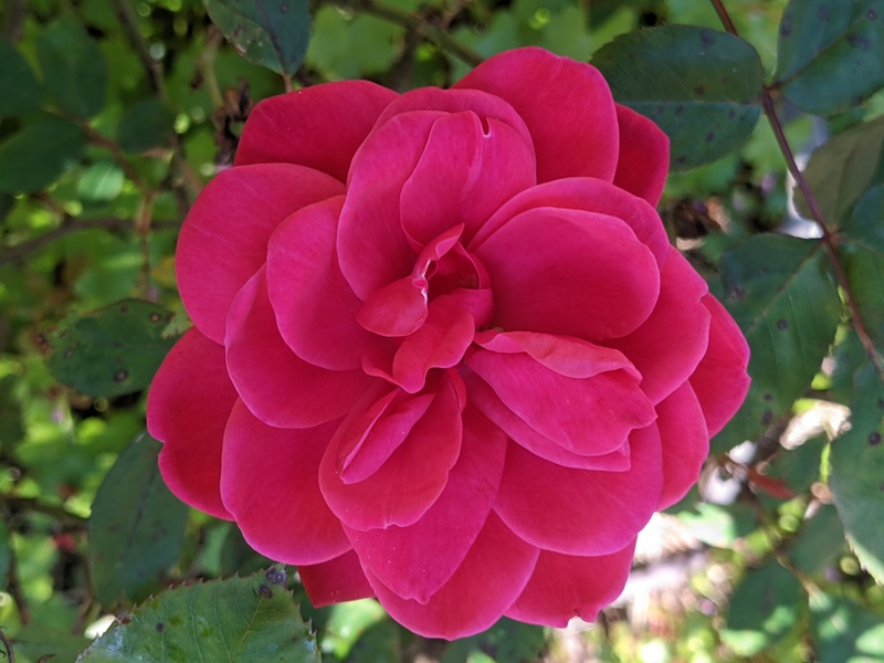 Tia rose in bloom.
