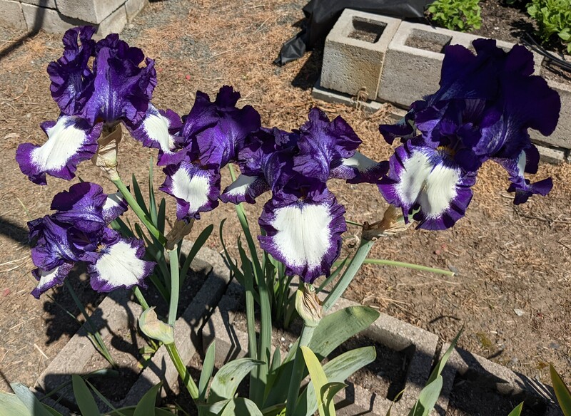 Purple and white iris