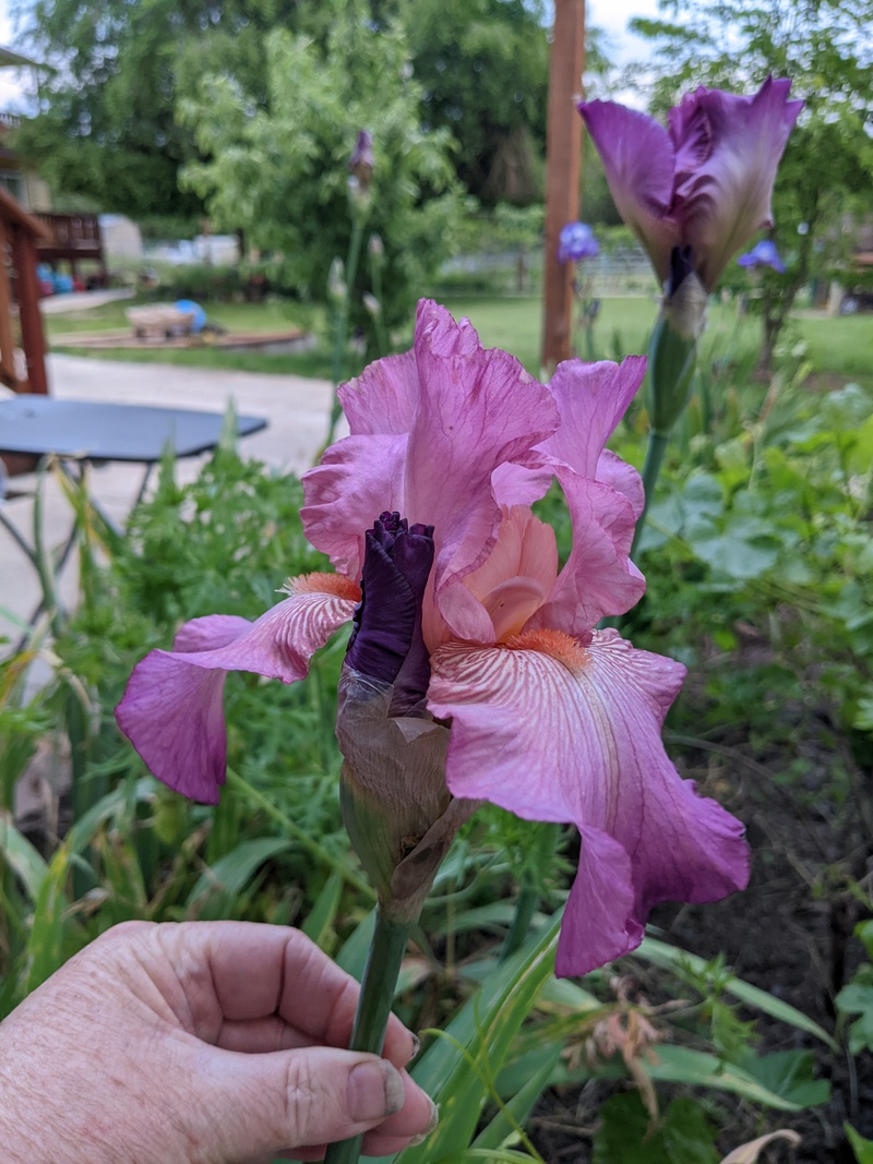 The pinkish mauve iris are blooming.