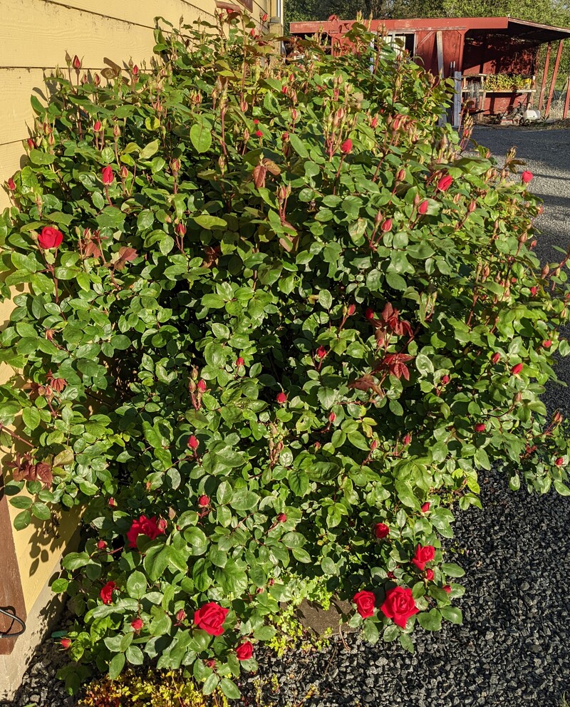The Tia roses are starting to bloom. We shall see what they look like by the end of the week.