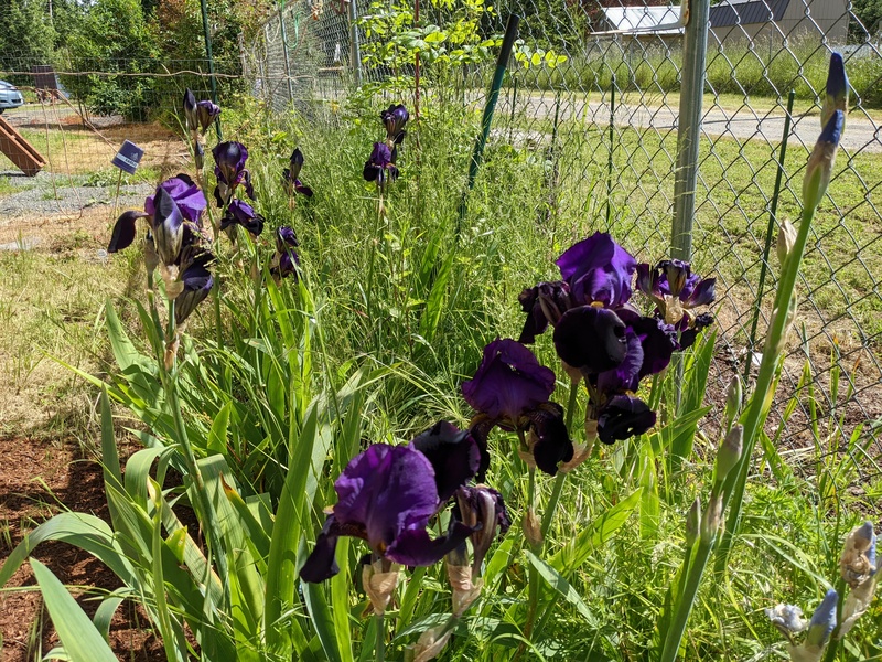 The dark purple iris are lovely.