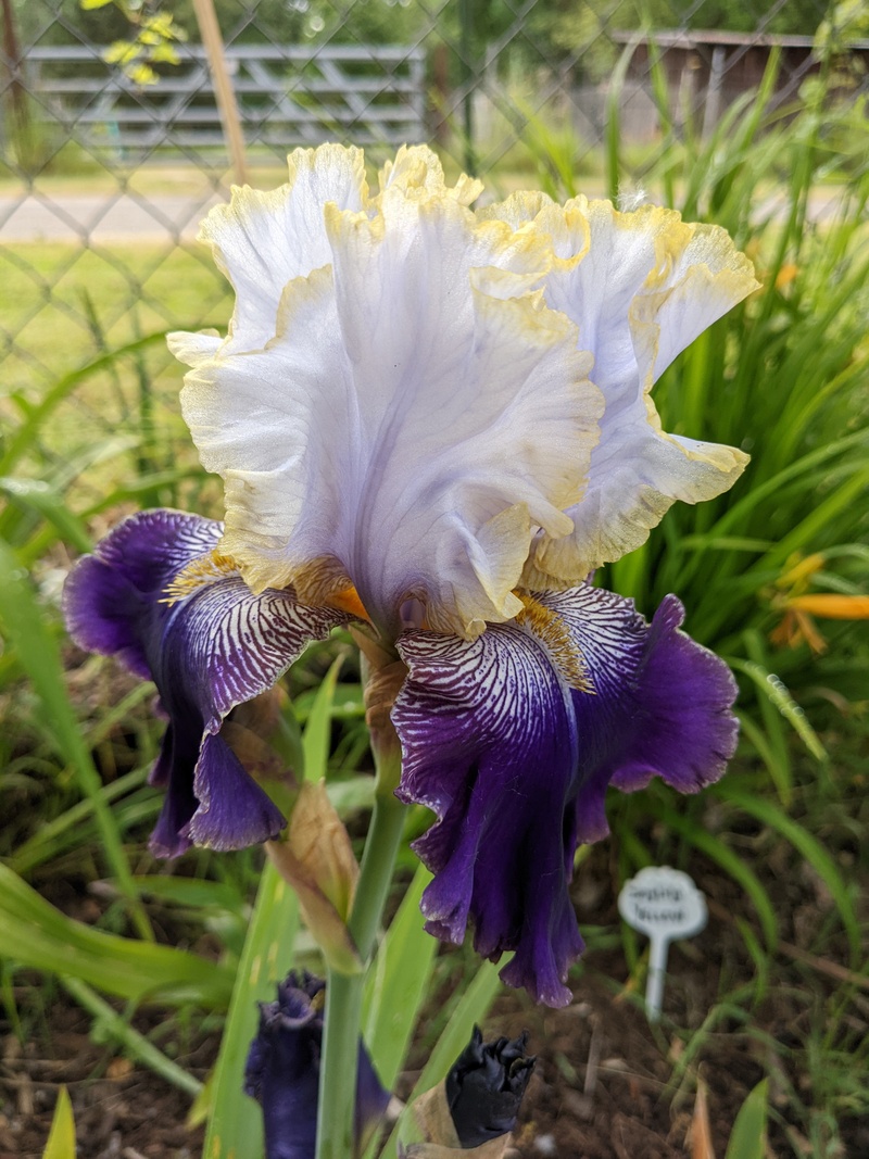 Prince Slovak Iris bloomed.