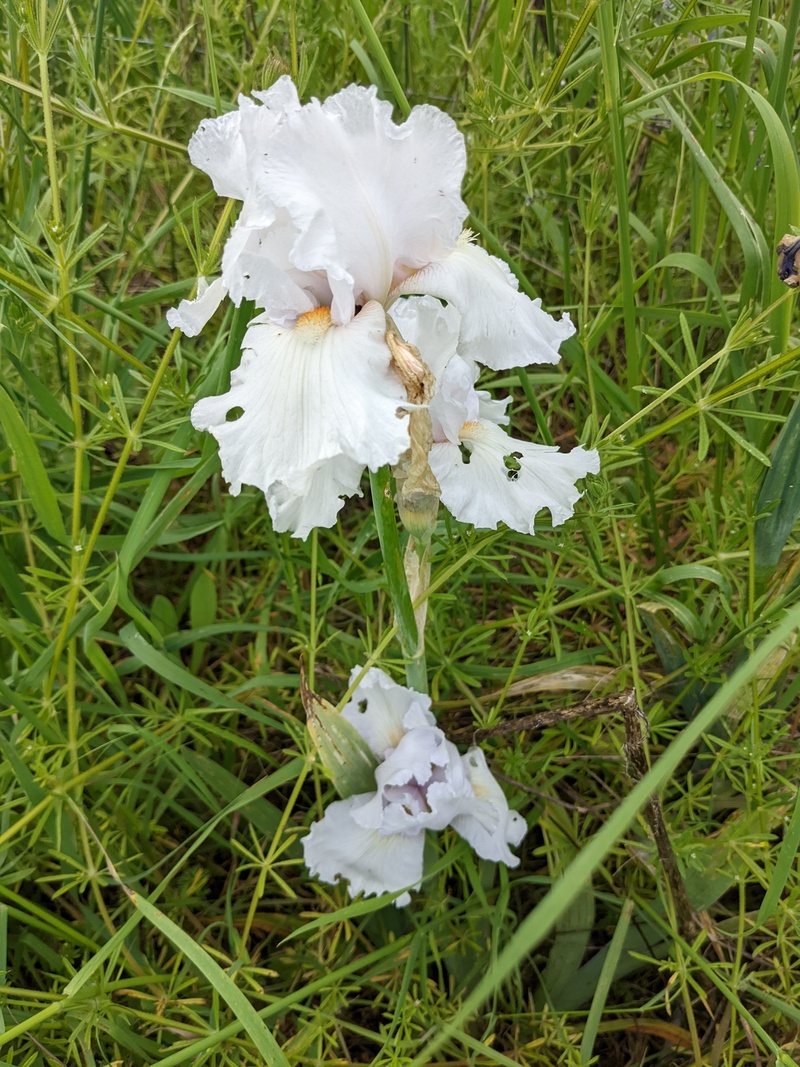 I discovered I had a white iris.