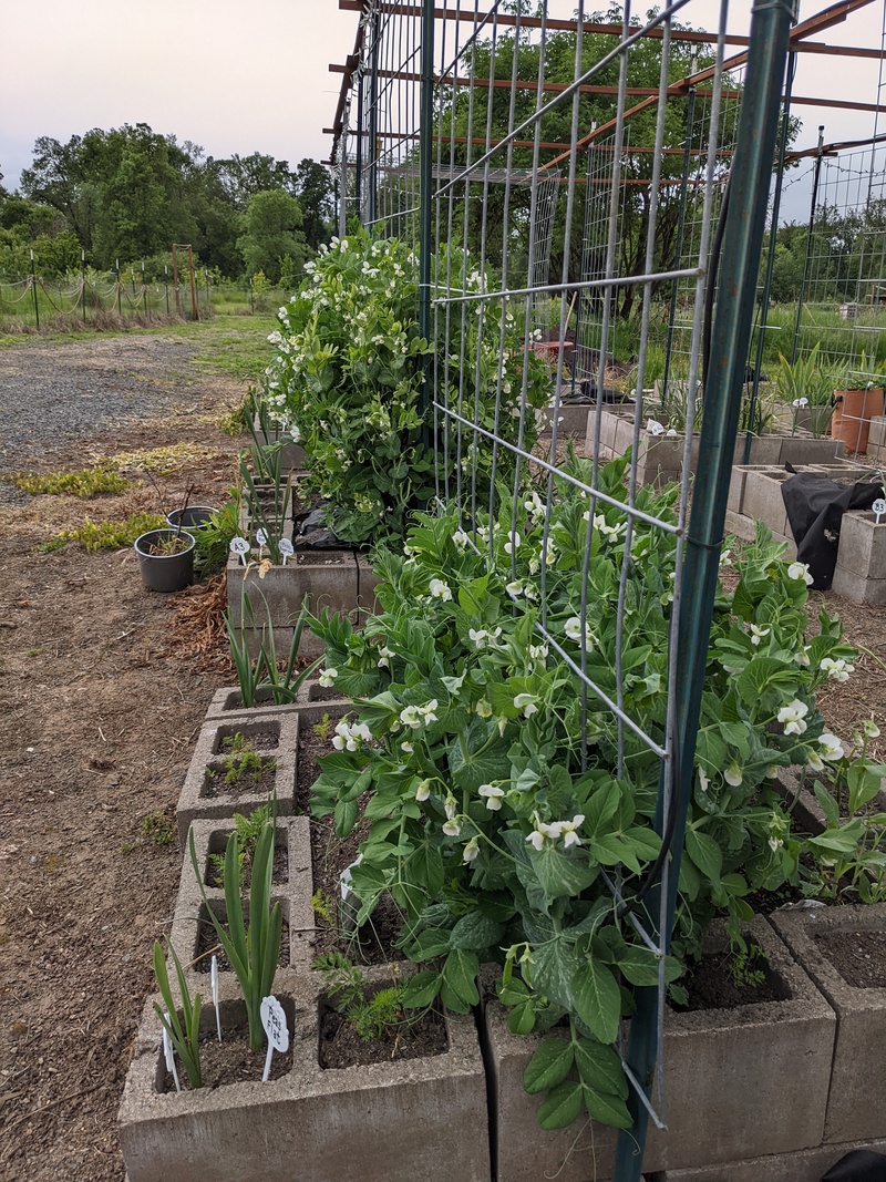 The peas are so impressive. I have been eating a pea a day.