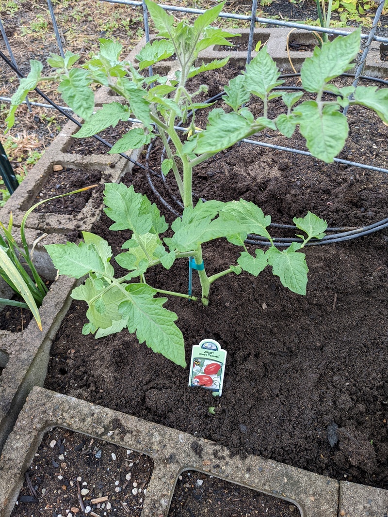 I bought another tomato plants. They looked good.