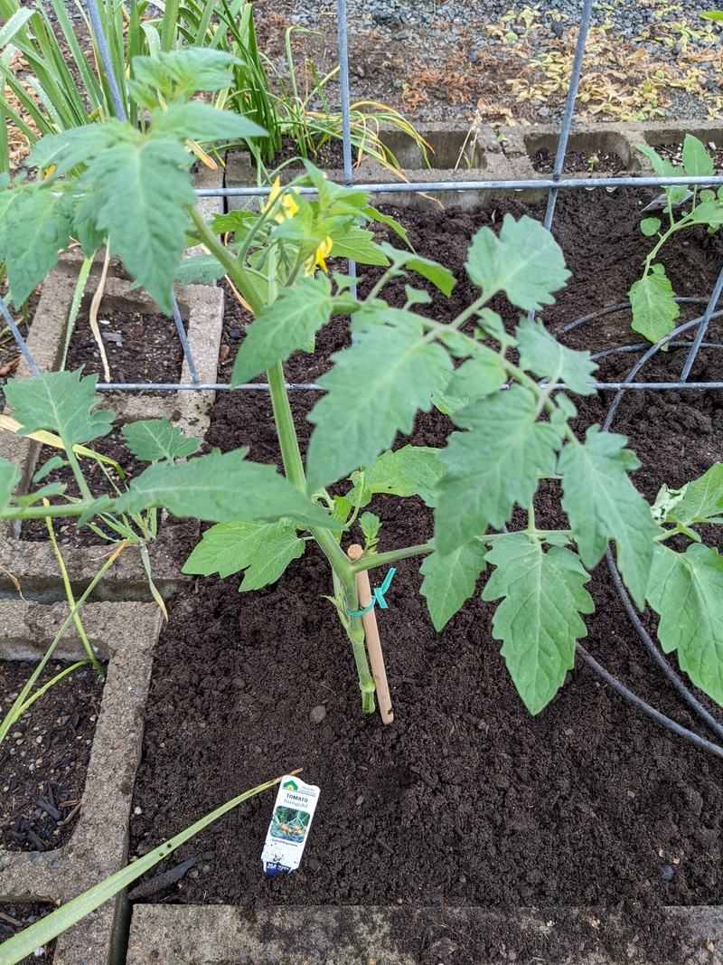 So hopefully I will get tomatoes dinner than waiting for my nearly dead plants to revive.