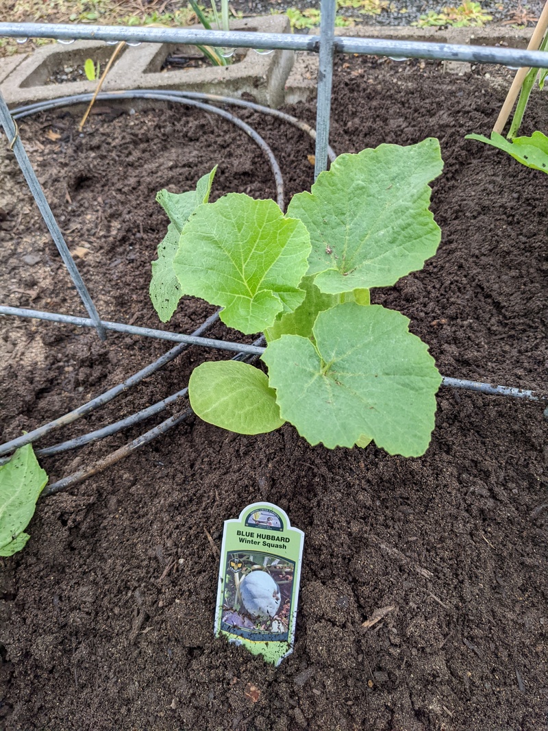 I planted blue Hubbard since it did well two years ago.