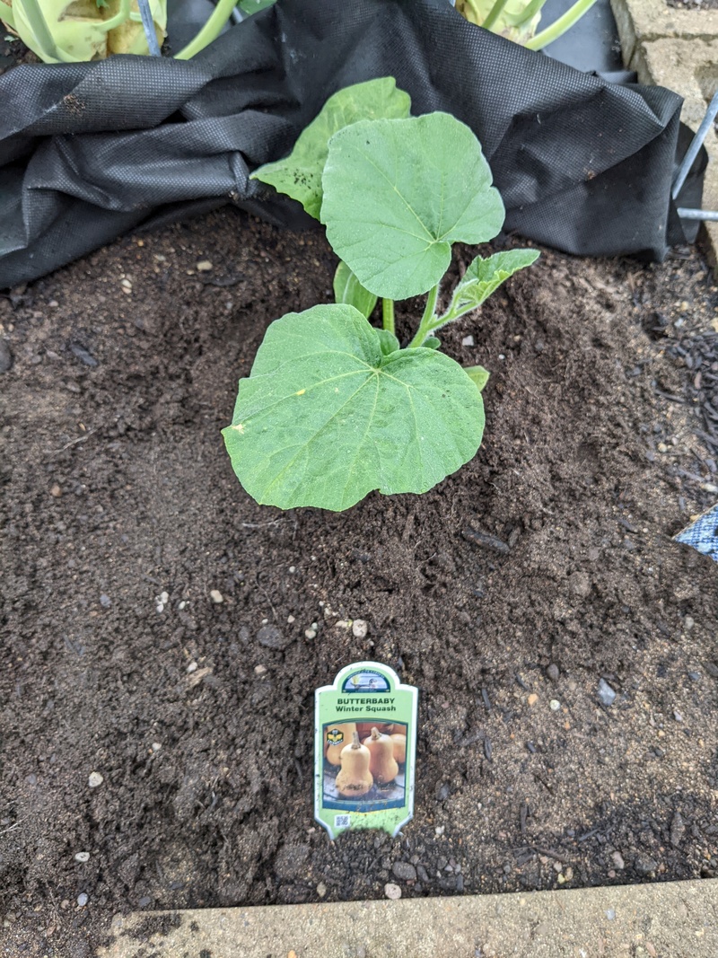 And since my butternut seeds didn't germinate or come up, I bought a plant.