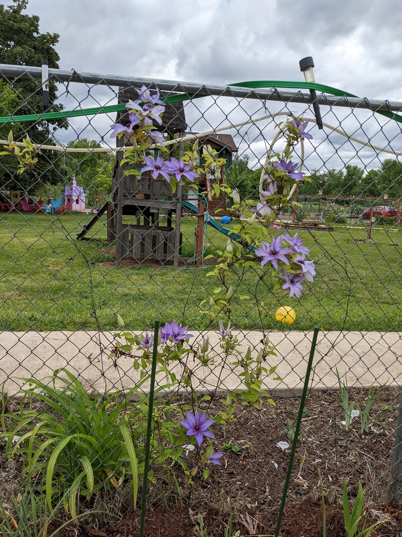 The clematis Vine is looking great.