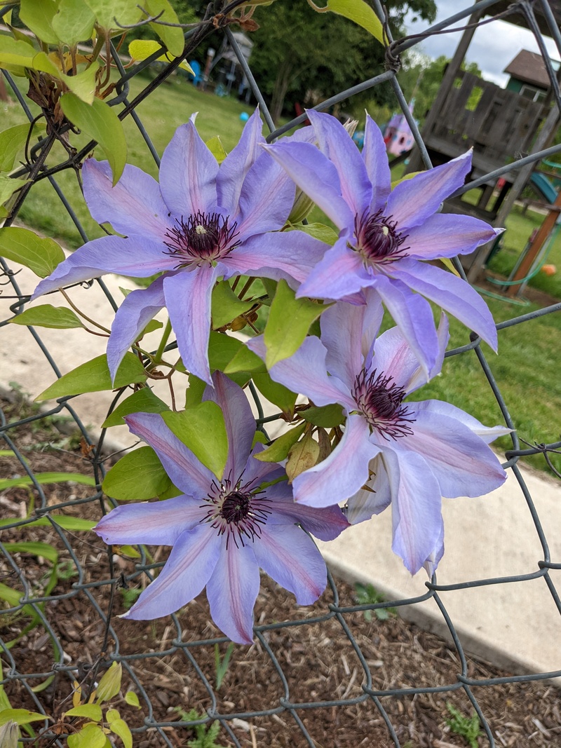 I love the clematis flowers.