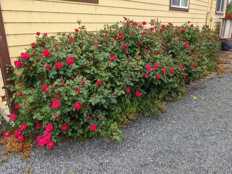 The Tia roses are starting to bloom. This is what they look like at the end of the week.