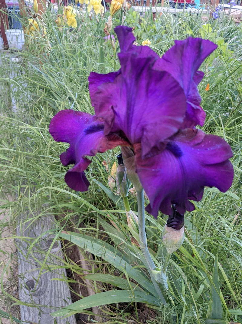 Dark purple iris in bloom.
