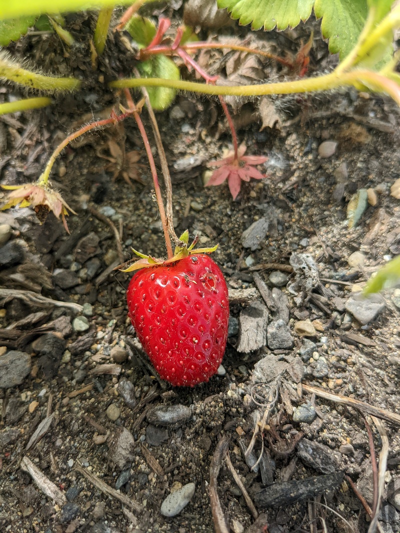 First strawberry of the season.