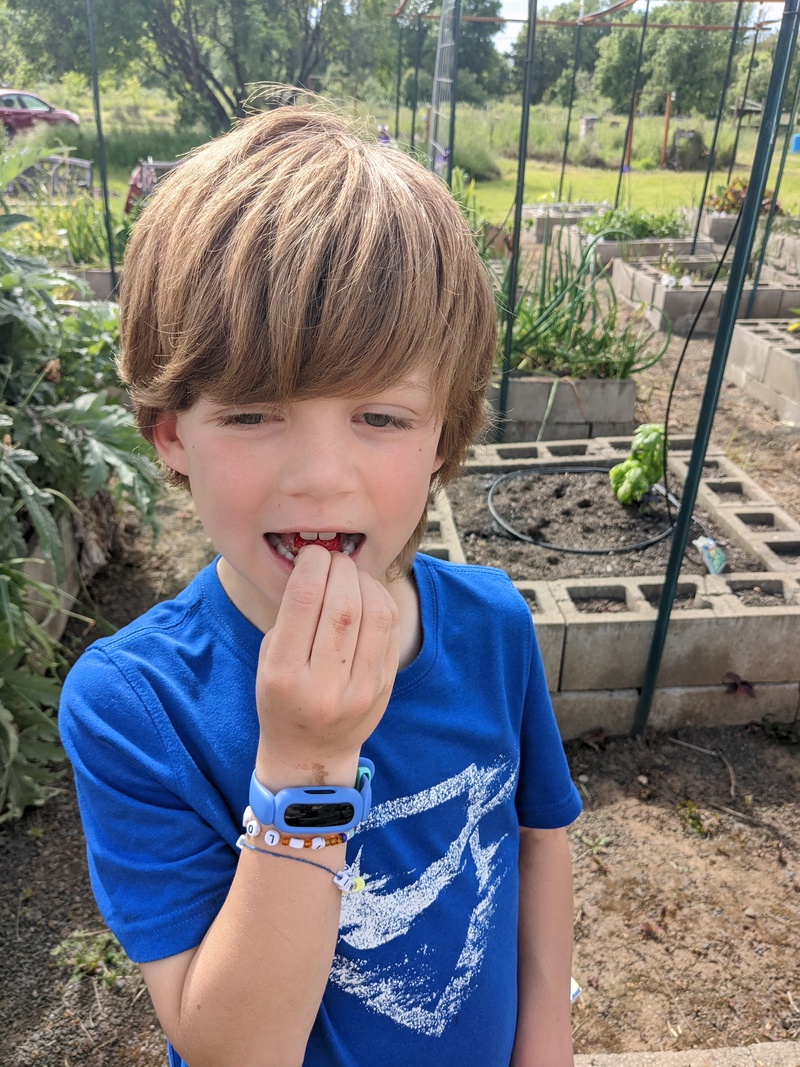 First strawberry taste tester at work.