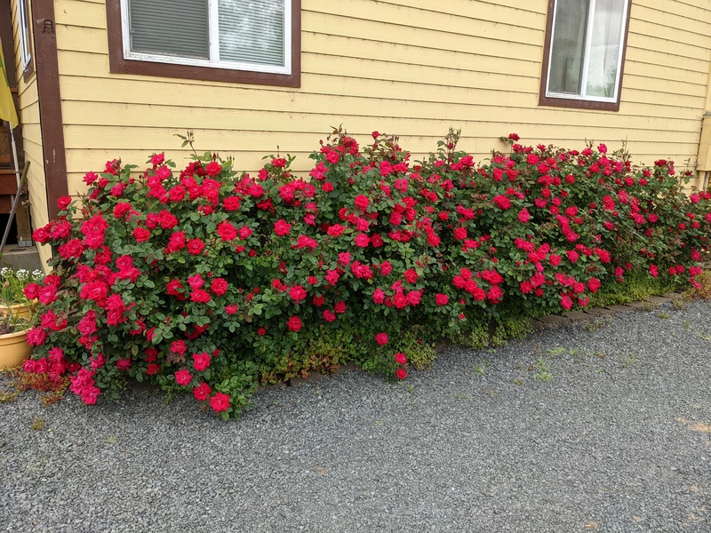 Look at how fuller the Tia roses are after a few days.