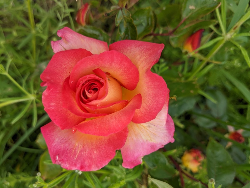 Amazing looking rose in the bee garden.