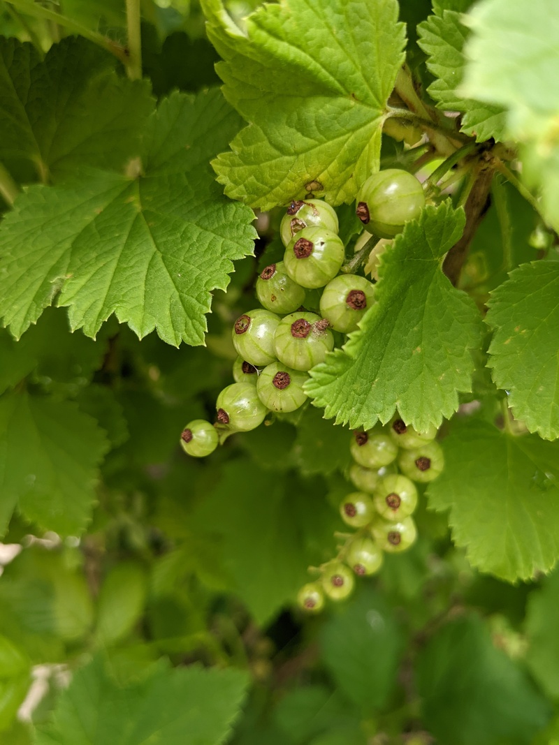 Red currants.