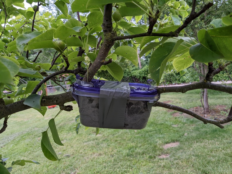 Joseph is doing air layering on some trees.