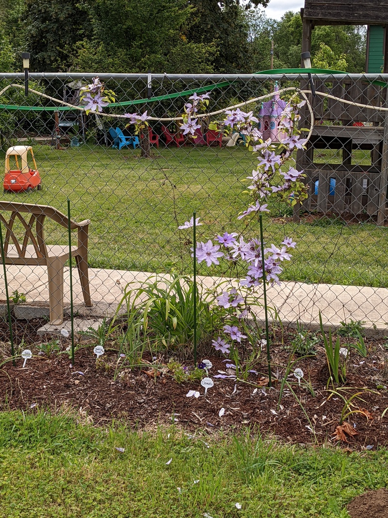 The clematis from Rosewold Lane.