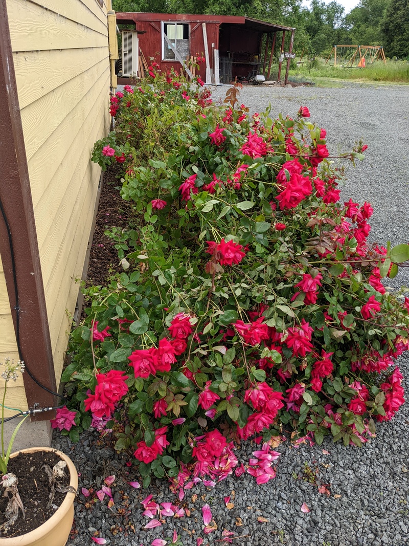 The rain knocked down the roses.