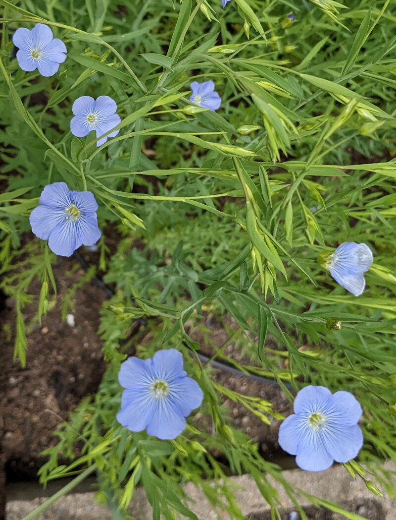 Lois planted these flowers because she thought they would look pretty. Didn't know she would have a grandson with a middle name that matched.