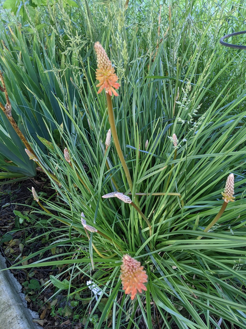 Red hot poker