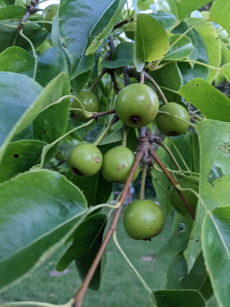 And the tree next to it has fruit.