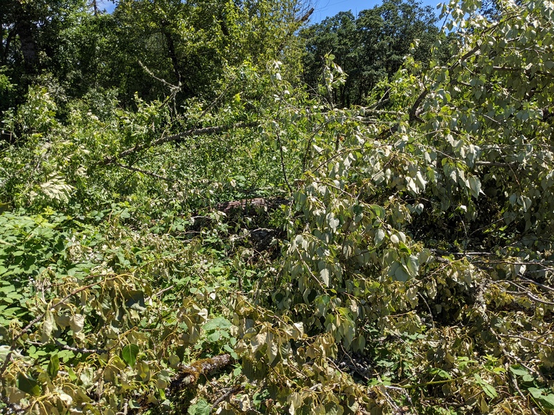 Pile of cottonwood tree down.