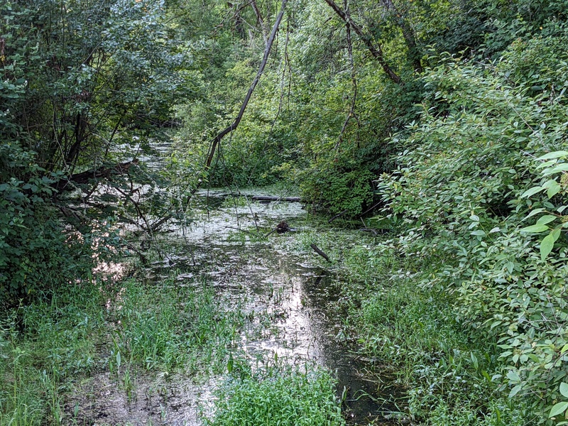 Beaver swimming downstream.