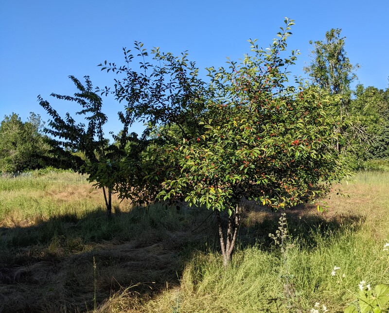 Cherry tree with ripening cherries.