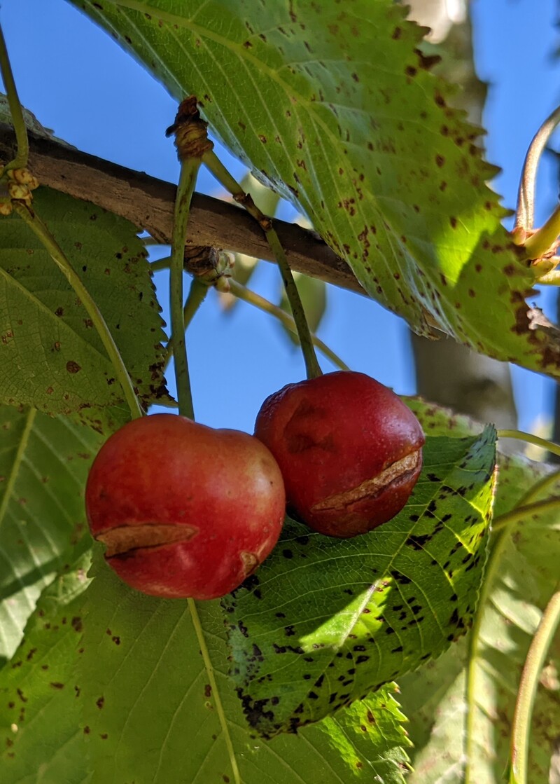 Bing cherries