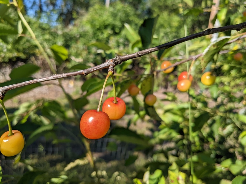 Montmorency cherries