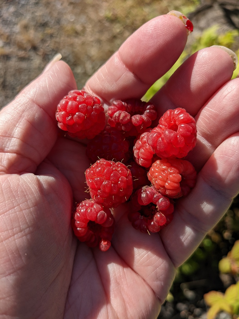 Raspberries