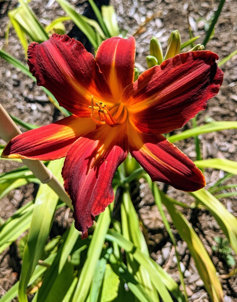 Daylily that me neighbor gave me.