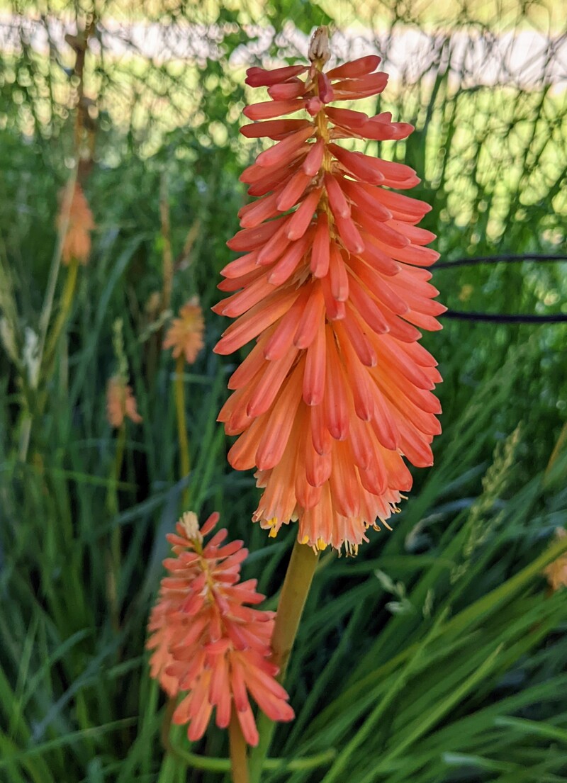 Red hot poker