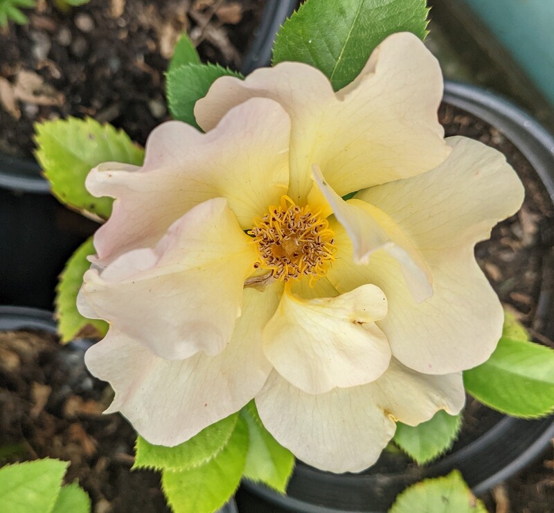 Lois dubbed this rose "sunrise" since she doesn't know what it was called and wanted to make labels for the new cuttings. The Rose picture is actually in one of the pots she started months ago.