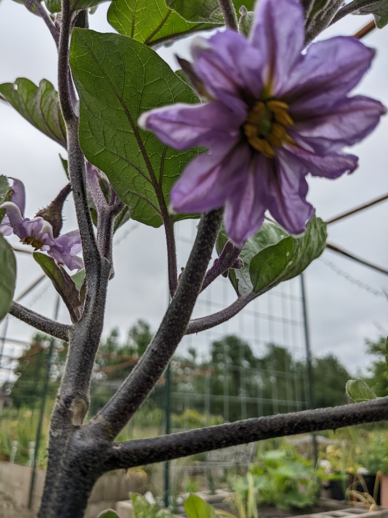 Eggplant flowers are blooming.